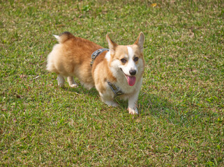 young male corgi on field