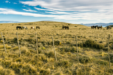 Obraz premium caballos junto a una pista de ripio, el Calafate, republica Argentina,Patagonia, cono sur, South America