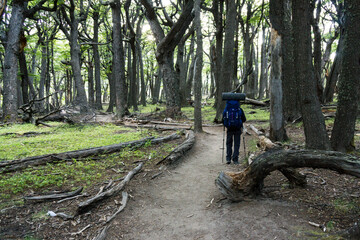 Obraz premium bosque de hayas australes, -Lenga-, Nothofagus pumilio, El Chalten, parque nacional Los Glaciares, republica Argentina,Patagonia, cono sur, South America