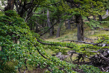 Fototapeta premium senda de las lagunas Madre e Hija, parque nacional Los Glaciares, republica Argentina,Patagonia, cono sur, South America