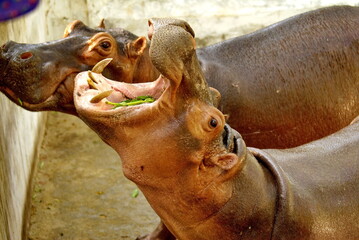 Hippo in the zoo in Yangon, Burma