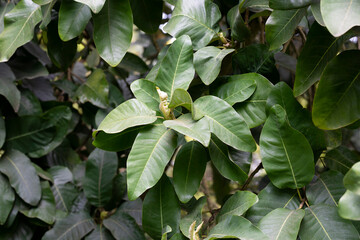 Beautiful magnolia leaves in a tropical park as a background