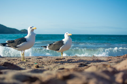 Two seagulls perching on the sand with blue sea in the background. Brava beach in Buzios, Brazil. Horizontal