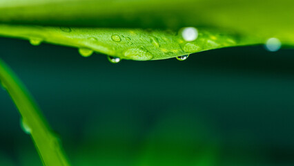 Obraz premium Green leaf and water drops