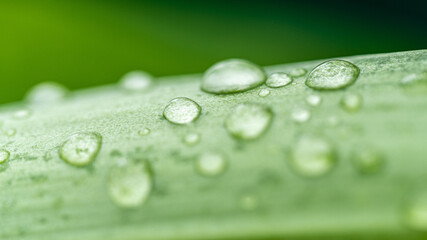 Green leaf and water drops