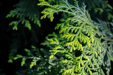 Closeup fresh green christmas leaves, branches of thuja trees on green background.