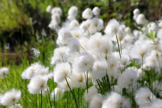 Eriophorum scheuchzeri Hoppe. Cotton grass close-up in the Arctic