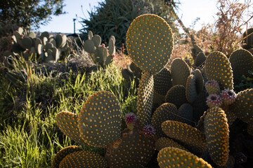 Big cactus with blooming flowers in Cactus park in Ayia Napa, Cyprus