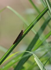 grasshopper on a leaf
