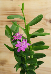 Epidendrum orchid with crimson-pink flowers on a wooden background, selective focus, vertical orientation.