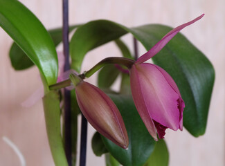 Opening buds of a cattleya orchid on a light background, selective focus, horizontal orientation.