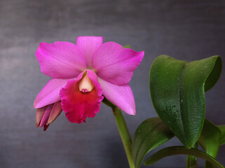 Orchid sophrolaeliocattleya estella jewel with a raspberry-pink flower on a dark background, selective focus, horizontal orientation.