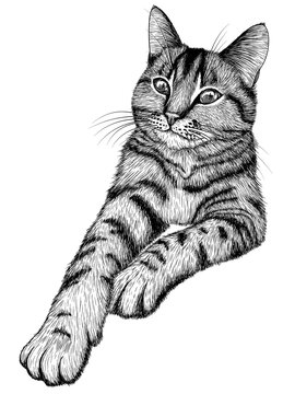 Vector illustration of a tabby cat in engraving style