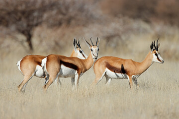 Springbok antelopes (Antidorcas marsupialis) in grassland, Mokala National Park, South Africa. - obrazy, fototapety, plakaty