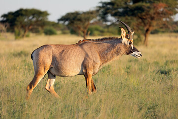 Een zeldzame roan antilope (Hippotragus equinus) in natuurlijke habitat, Mokala National Park, Zuid-Afrika.