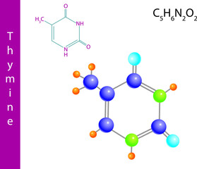 Thymine Molecule Structure