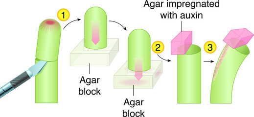 Auxins-Simplified biology