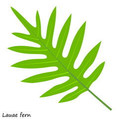 白い背景に緑のシダ。美しいラウアエの葉。