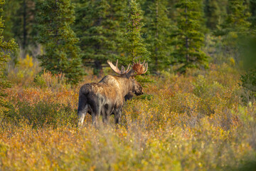 Young bull Moose in autumn vegetation, Denali National Park Alaska
