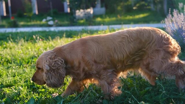 A cocker spaniel lies in the garden near lavender gets up and walks away