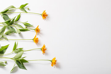 orange flowers on white background top view