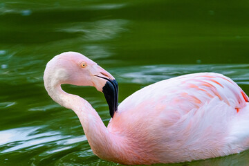 pink flamingo in water