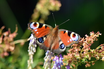 Pfauenauge - aglais io
