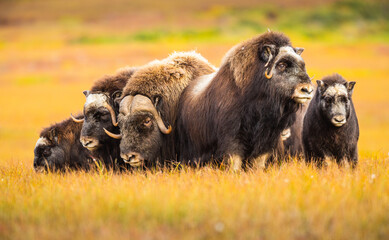 Herd of wild Musk Oxen (Ovibos moschatos) standing in defensive position on the tundra of the North Slope in Alaska in autumn  - obrazy, fototapety, plakaty