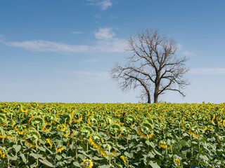 Fototapeta na wymiar Lonely withered tree in the middle of a field of sunflowers on a summer day