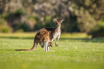 Western Grey Kangaroo (Macropus fuliginosus): female with baby joey in her pouch, Western Australia © Chris