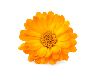 Calendula. Flower  isolated on white background.