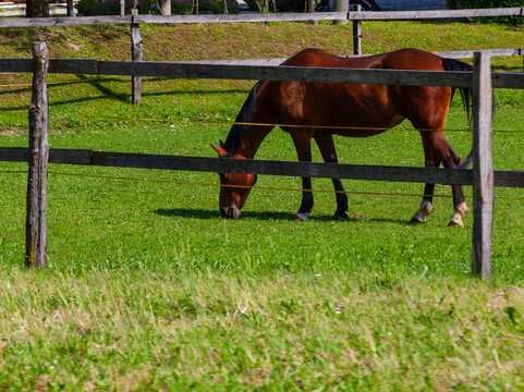 cavallo recinto