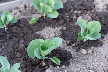 Cauliflower seedlings in the garden. Growing vegetables. Farming. Soft picture, shallow depth of field