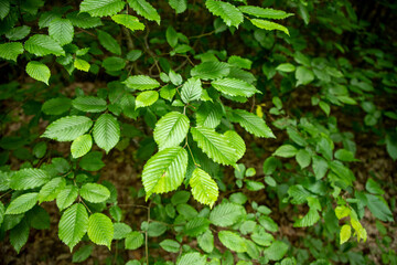 big green leave natural dew