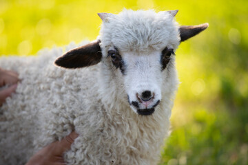 Portrait of cute little lamb