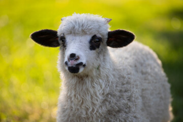 Obraz premium Portrait of cute little lamb
