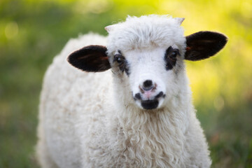 Portrait of cute little lamb