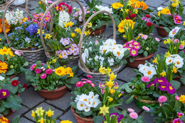 Fototapeta na wymiar Blumenschalen und Körbe mit verschiedenen Frühlingsblumen bepflanzt.