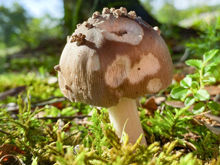 mushroom in the forest