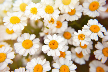 Obraz premium Field of camomiles at sunny summer day at nature. Beautiful composition of white daisies. Floral natural background, close-up, soft selective focus. Medicine chamomile flowers. Aromatherapy by herbs
