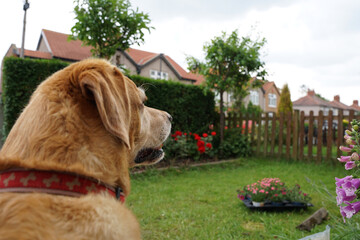 Zaciekawiony pies siedzi w ogrodzie i patrzy przed siebie, tyłem do kamery. 