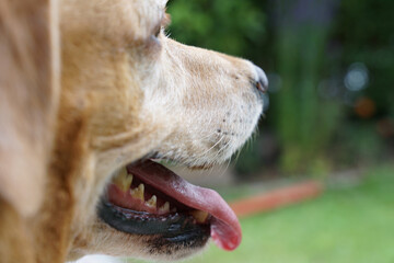 Głowa psa, zbliżenie na język i  zęby. 
