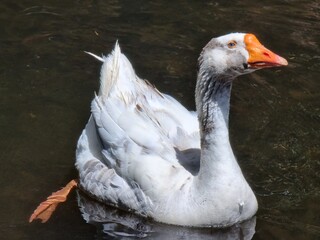 portrait of a goose
