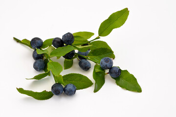 sprigs of forest blueberries with berries on a white background