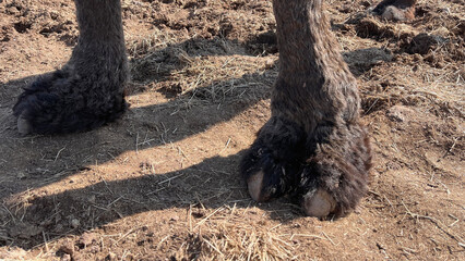 Camel brown feet, closeup photo, two nails