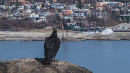 Closeup shot of black vulture bird sitting on a rock, city view on background, Hudson River New York. High-quality photo