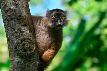 Black lemur – female , portrait (Eulemur macaco), Madagascar nature.