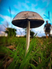 mushroom in the forest