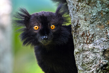 Black lemur – male , portrait (Eulemur macaco), Madagascar nature. - obrazy, fototapety, plakaty