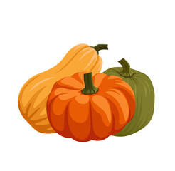 Pumpkins and squash vector set in cartoon style. Pumpkin in different colors. Butternut. Yellow, orange, green. Thanksgiving, harvest, halloween